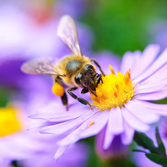 themenwelt biene kachel hummelbiene 540x540